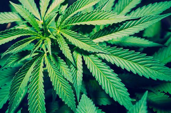 Legalization of Marijuana in the United States